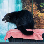 2024 Wide World of Animals