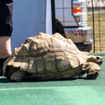 2024 Wide World of Animals