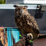 2024 Wide World of Animals