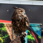 2024 Wide World of Animals