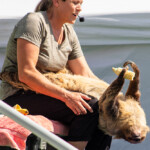 2024 Wide World of Animals